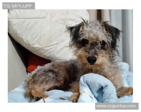 各大足球明星宠爱哪些狗狗揭秘他们背后的球场伴侣 各大足球明星宠爱哪些狗狗揭秘他们背后的球场伴侣